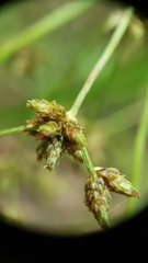 Scirpus expansus