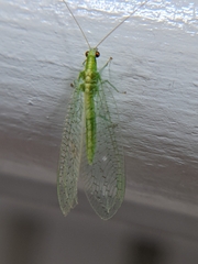 Chrysoperla rufilabris