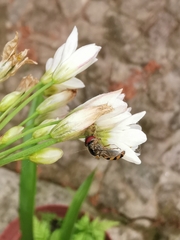 Meliscaeva auricollis