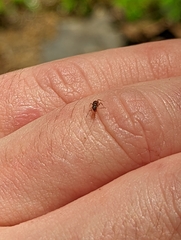 Lasius