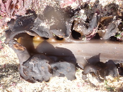 Saccorhiza polyschides