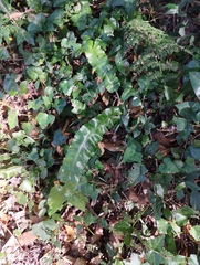 Asplenium scolopendrium