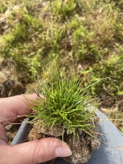 Fimbristylis vahlii