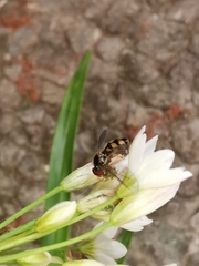 Meliscaeva auricollis