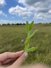 Solidago radula
