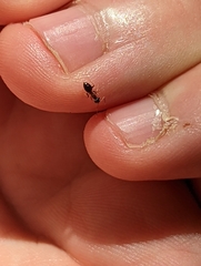 Lasius