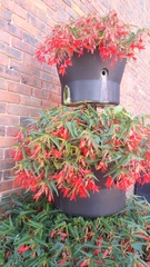 Begonia boliviensis