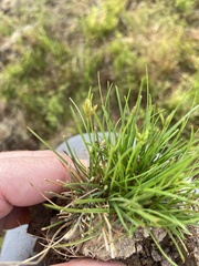 Fimbristylis vahlii