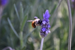 Xylocopa tabaniformis azteca