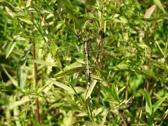 Orthetrum albistylum