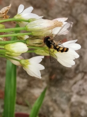 Meliscaeva auricollis