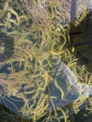 Myriophyllum