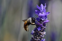Xylocopa tabaniformis azteca