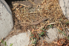 Podarcis muralis muralis