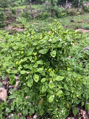 Capsicum chinense
