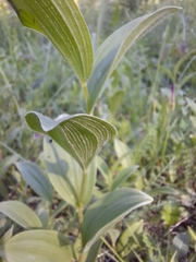 Polygonatum humile