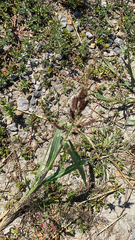 Echinochloa crus-galli