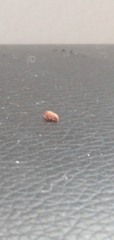 Bostrichoidea