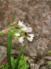 Meliscaeva auricollis