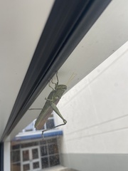 Schistocerca obscura