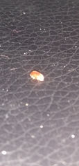 Bostrichoidea