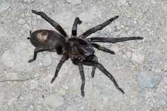 Theraphosinae