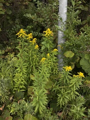 Solidago gigantea