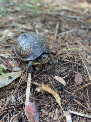 Terrapene carolina major