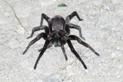 Theraphosinae