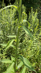 Lactuca canadensis