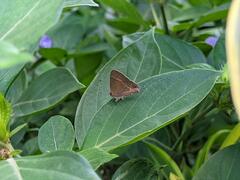 Electrostrymon endymion