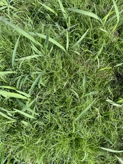 Eleocharis acicularis