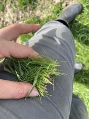 Eleocharis acicularis