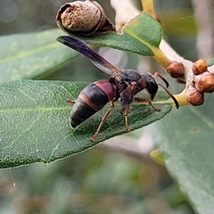 Pachodynerus erynnis