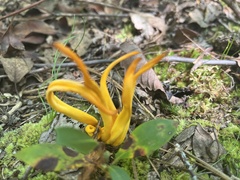 Clavulinopsis