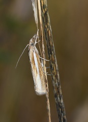 Agriphila tristella