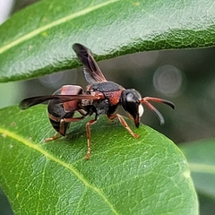 Pachodynerus erynnis