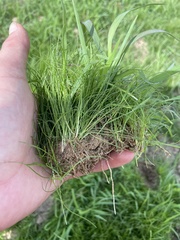 Eleocharis acicularis