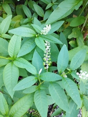 Phytolacca americana