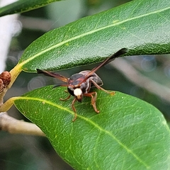 Pachodynerus erynnis