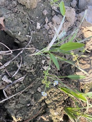 Sagittaria platyphylla