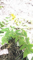 Agrimonia gryposepala