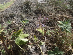 Nepeta grandiflora