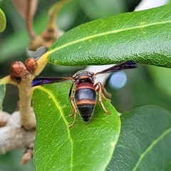Pachodynerus erynnis