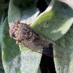 Neotibicen pruinosus