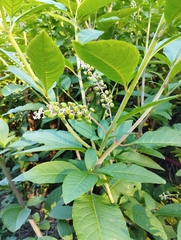 Phytolacca americana