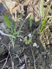 Sagittaria platyphylla