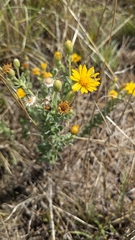 Heterotheca canescens