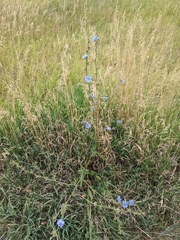Cichorium intybus