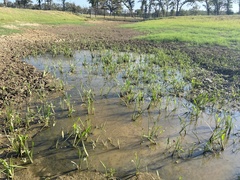 Sagittaria platyphylla